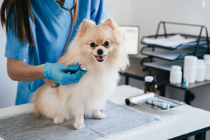 4 Signs Your Dog Needs Immediate Animal Hospital Attention