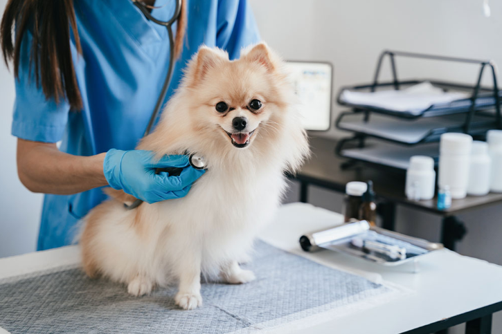 4 Signs Your Dog Needs Immediate Animal Hospital Attention