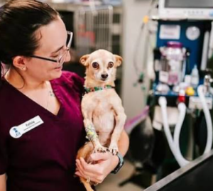 3 Common Myths About Veterinary Hospital Services Debunked